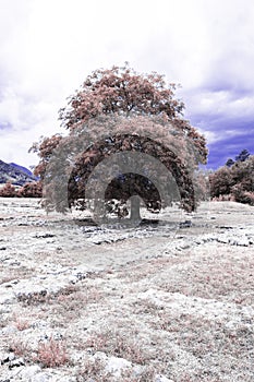 Tall tree isolated on Etruscan ruins, infrared photo