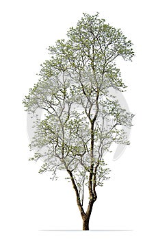 Tall tree isolated on white