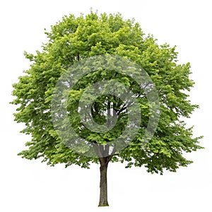 Tree isolated on white background photo