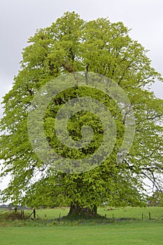 Tall tree in Killarney National Park, Ireland