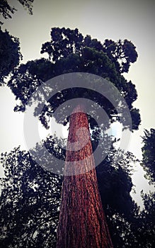 tall tree with large trunk bottom view