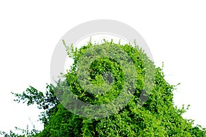 Tall tree leaves with branches on white isolated background for green foliage backdrop