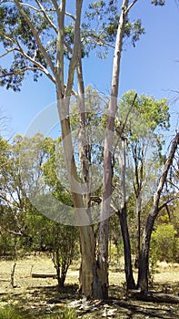 Tall tree in my yard