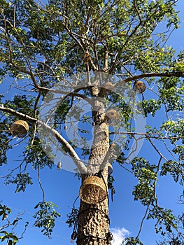 tall tree with ornament with bright blue sky