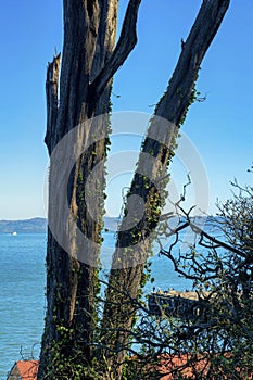 Tall tree with parasitic vine on exterior in dry season with ocean and mountains in background and sideline shrubs