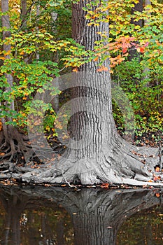 Tall tree by the river with reflection in the river