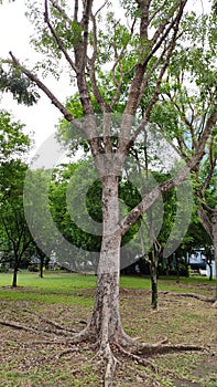 Tall tree with roots on ground