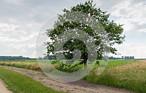 Tall tree beside a sandy path in rural landscape