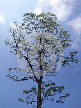 Tall tree standing alone with bright blue sky