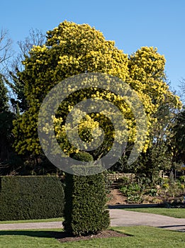 Tall tree with stunning yellow mimosa blossom, photographed in Regent`s Park, London UK in spring.