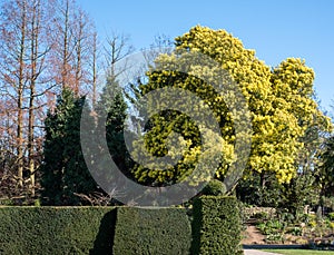 Tall tree with stunning yellow mimosa blossom, photographed in Regent`s Park, London UK in spring.