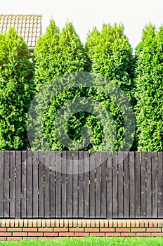 Tall tree is thuya, growing behind a brown wooden fence. Background home