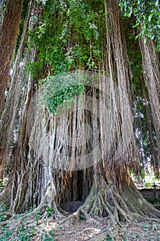 Tall tree with trailing aerial adventitious roots