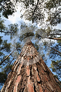 Tall Tree Trunk