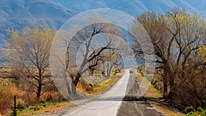 Tall trees along Country road in Eastern Sierra mountains, California