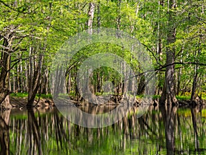 Tall Trees Along Waters Edge, Cedar Creek, Congaree National Park