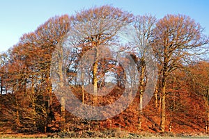 Tall trees in Autumn colour.