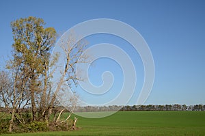 The tall trees on the background of blue sky at the edge of the green fields