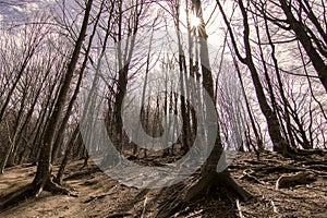 Tall trees and big roots