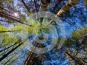 Tall trees. Blue sky. Bottom view. Beautiful nature.