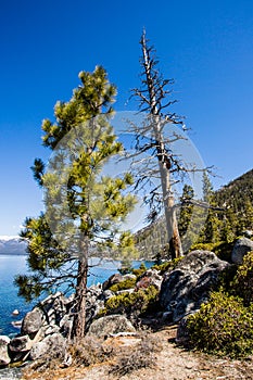 Tall Trees Blue sky and water Lake Tahoe Rubicon Trail