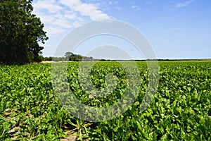 Tall trees and bushes border a sugar beet field in Horsey, Norfolk