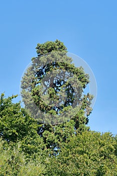 Tall trees in the Camer countryside