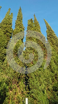 Tall trees climb sky.