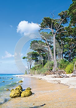 Tall trees and Coral rocks at laxmanpur Beach