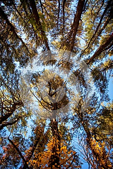 Tall Trees crowns in the sky