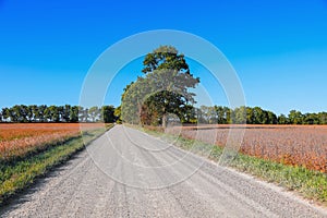 Tall trees by the dirt road through soybean fields in rural Michigan, USA