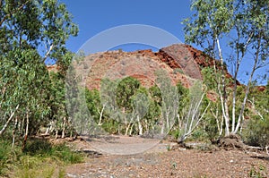 Tall trees in dry riverbed with rock outcrop australian outback