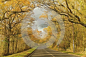 Tall trees of fall colors between long road