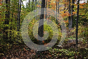 Tall trees with foliage in woodlands located in Keweenaw peninsula in Michigan