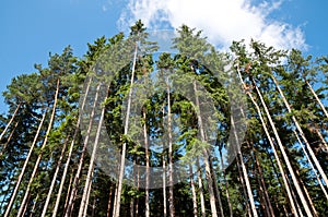 Tall Trees in the Forest