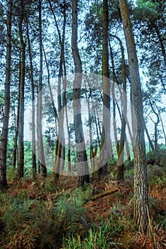 Tall trees in forest