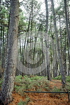 Tall trees in forest