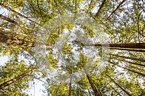 Tall Trees in a Forest