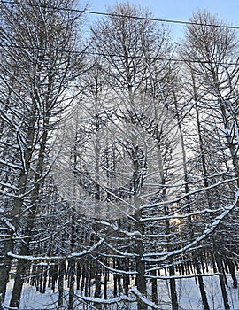 tall trees in the forest with branches in different directions against a blue sky