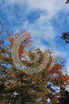 Tall trees in a forest with orange and green leaves in the fall against a blue sky with cirrus clouds in Wisconsin