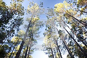 Tall trees in a forest plantation under a blue sky