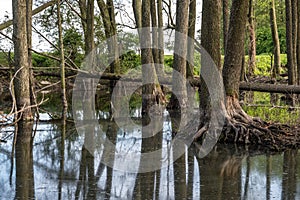 Tall trees forest in water of swamp