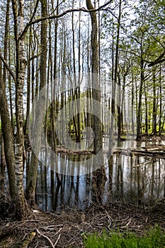 Tall trees forest in water of swamp