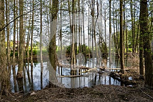 Tall trees forest in water of swamp