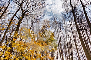 Tall trees with golden leaves against blue sky with white clouds in sunny autumn day. Nature landscape in autumn