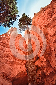 Tall trees growing in Bryce Canyon gorge between erroded rock formations, looking up