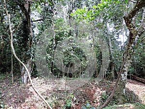 Tall trees inside Periyar National Park forest, Kerala