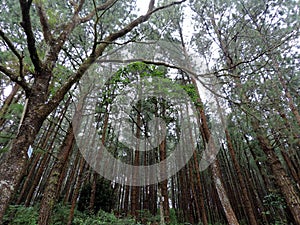 Tall trees inside Periyar National Park forest, Kerala