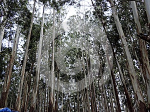 Tall trees inside Periyar National Park forest, Kerala