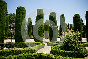 Tall trees in The jardines, royal garden of the Alcazar de los R